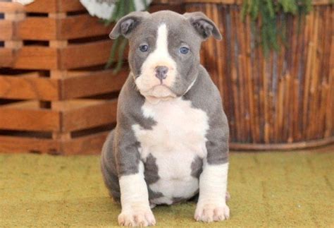 american bully puppies for sale in ny|cute american bully puppies for sale.